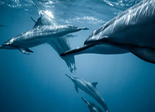 华体会全站app下载—一站式体育娱乐新体验